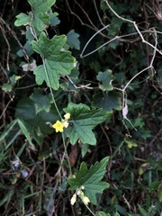 Cucumis maderaspatanus