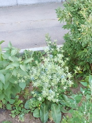 Eryngium planum