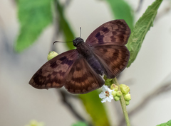 Anastrus sempiternus