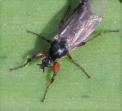 Bibio pomonae