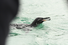 Spheniscus mendiculus