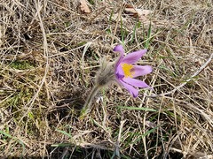 Pulsatilla grandis