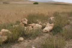 Marrubium