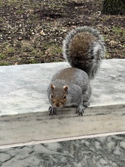 Sciurus carolinensis