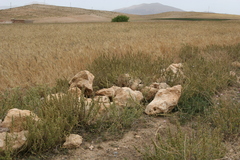 Marrubium