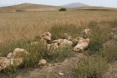 Marrubium