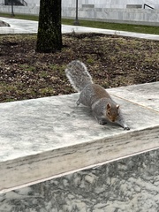 Sciurus carolinensis