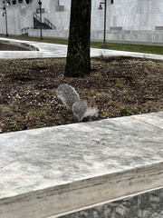 Sciurus carolinensis