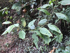 Deeringia polysperma