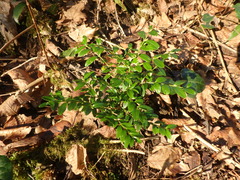 Buxus colchica