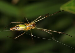 Leucauge kibonotensis