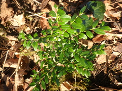 Buxus colchica