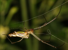 Leucauge kibonotensis