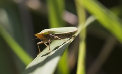 Draeculacephala robinsoni