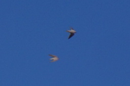 Pale Crag Martin