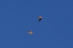 Ptyonoprogne fuligula