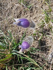 Pulsatilla grandis