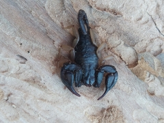 Euscorpius flavicaudis