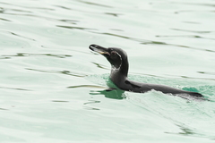 Spheniscus mendiculus