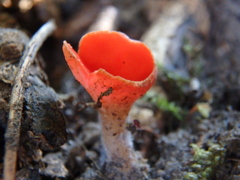 Sarcoscypha coccinea