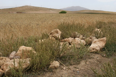 Marrubium