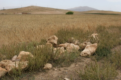 Marrubium