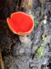 Sarcoscypha coccinea