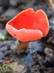 Sarcoscypha coccinea