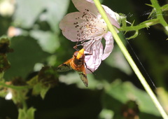 Volucella inflata