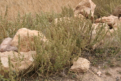 Marrubium