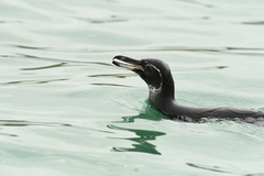 Spheniscus mendiculus