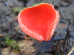 Sarcoscypha coccinea
