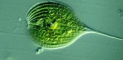 Phacus longicauda