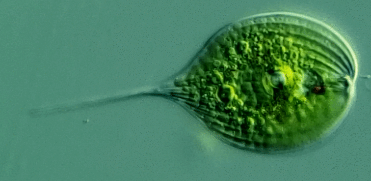 euglenoids