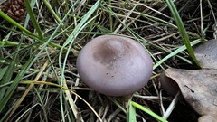 Agaricales