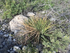 Yucca reverchonii