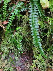 Asplenium sandersonii