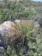 Yucca reverchonii