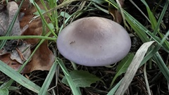 Agaricales