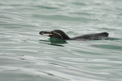 Spheniscus mendiculus