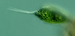 Phacus longicauda