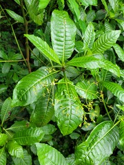 Psychotria zombamontana