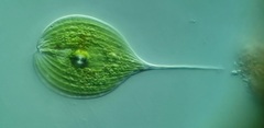 Phacus longicauda