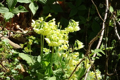 Primula elatior