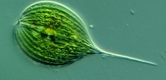 Phacus longicauda