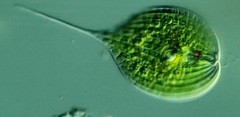 Phacus longicauda