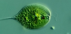 Phacus longicauda