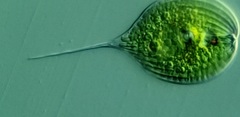 Phacus longicauda