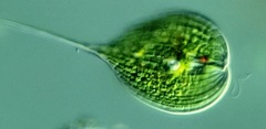 Phacus longicauda
