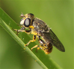 Asemosyrphus mexicanus